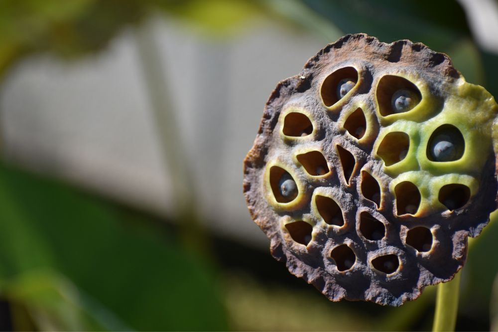 Trypofobia: Co to jest i jak sobie z nią radzić?